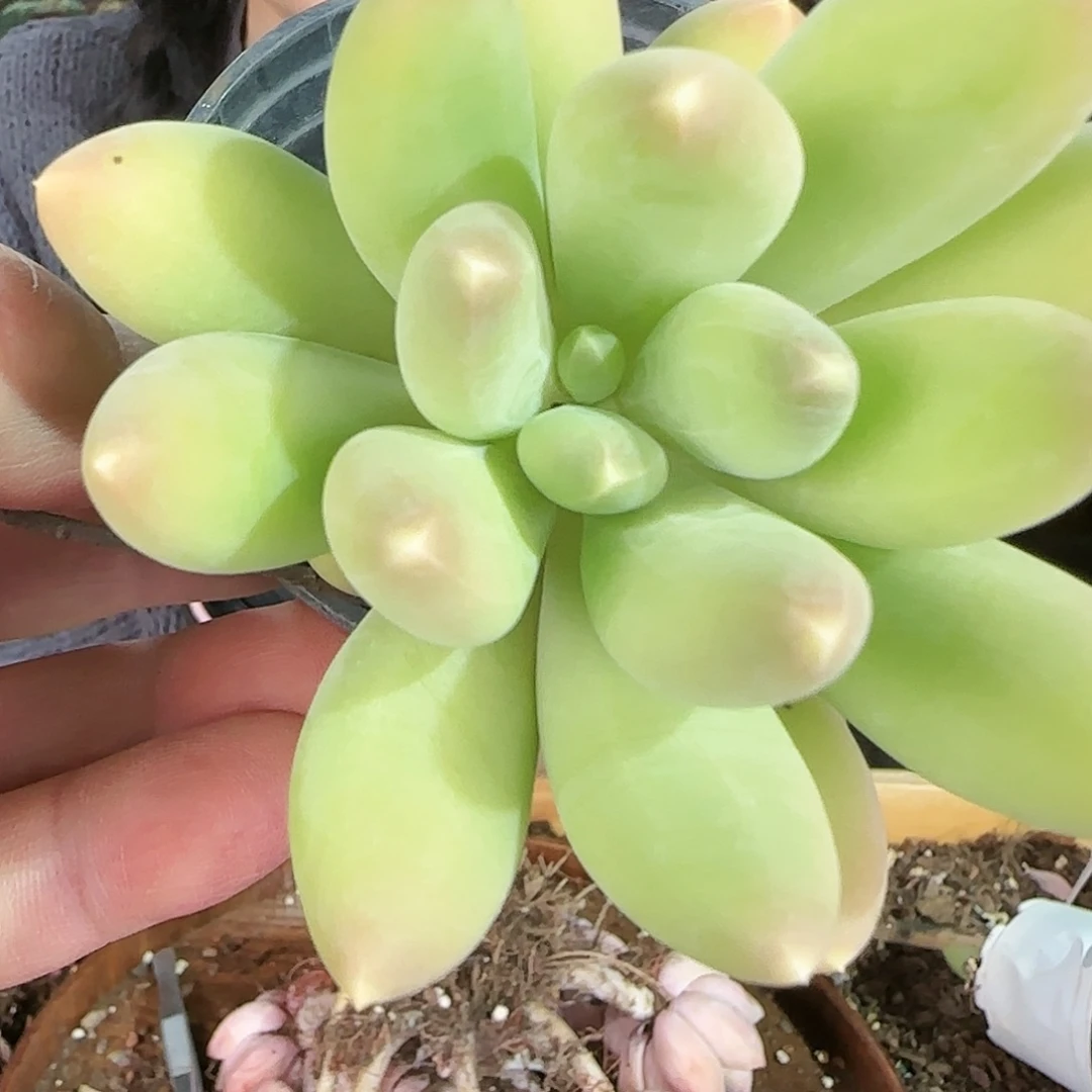 暗纹芒果，38.8               肉