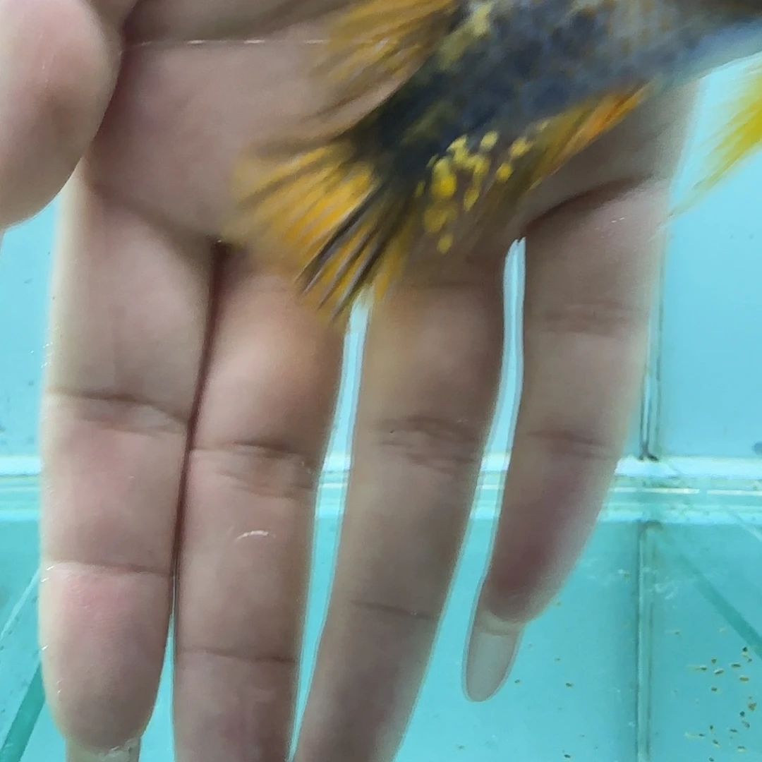 海水1036那坎名称。