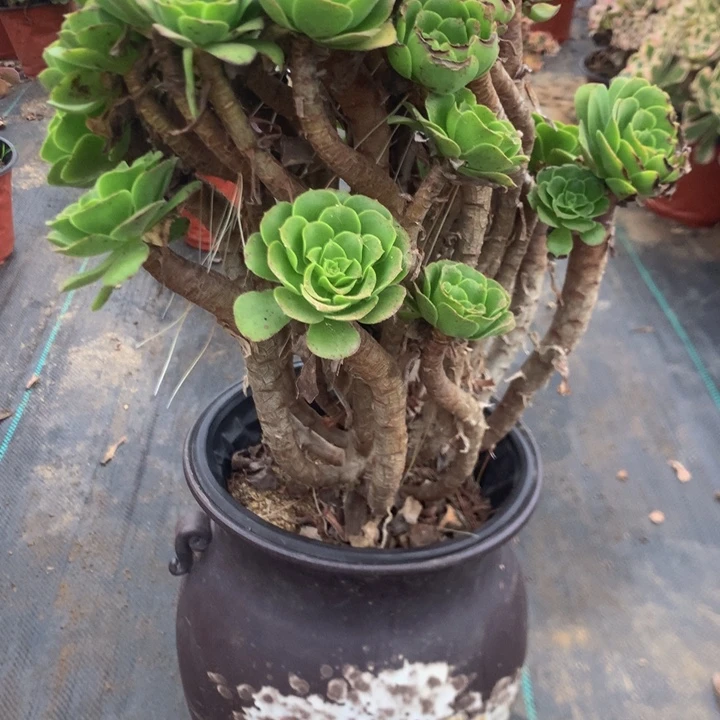 200绿羊绒多肉植物