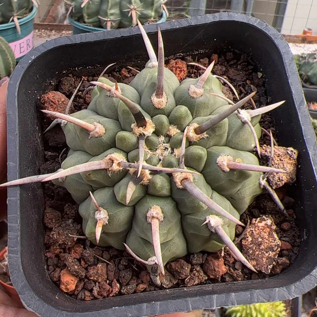 【闪购商品】实生仙人球