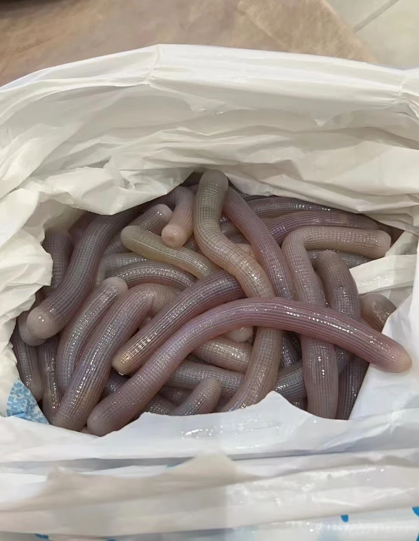 沙虫  1斤杀后约4两 顺丰发货新鲜到家