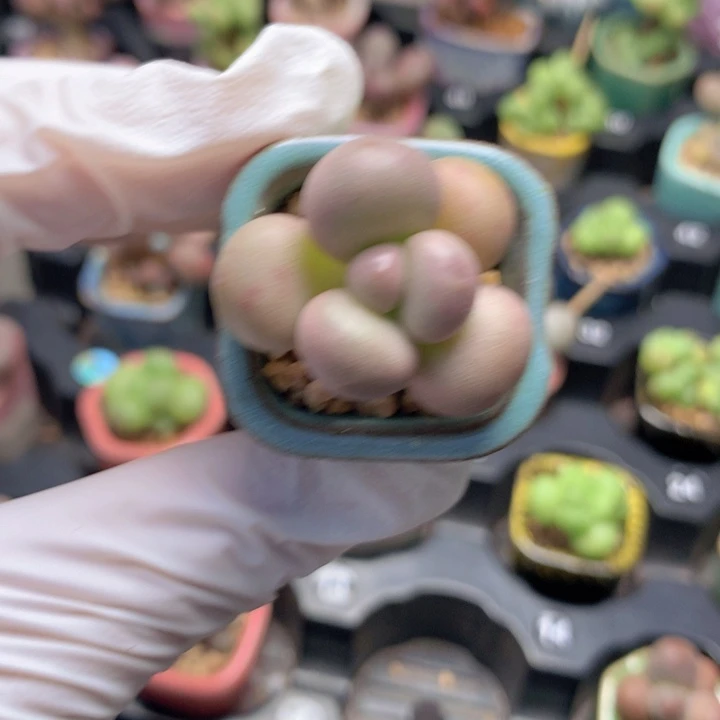 黄金奶酪 撒花瓣 皮薄油