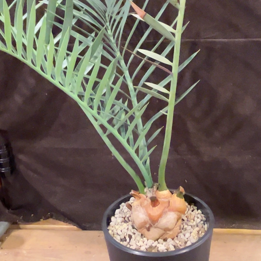 汤圆植物莱曼尼铁树