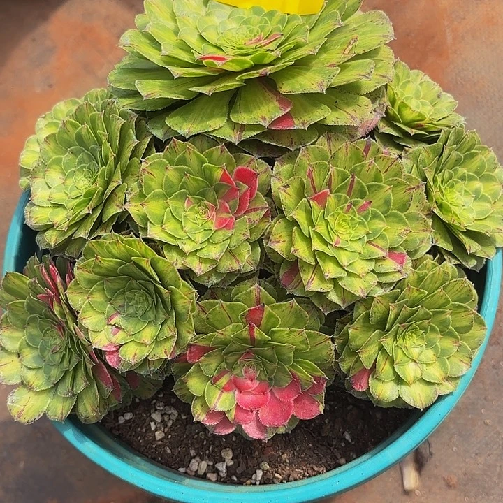 多肉植物福利861个
