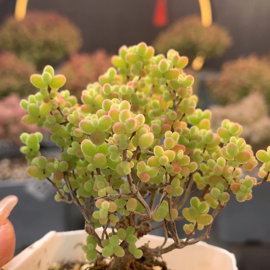 c067蜜橘枝干番杏