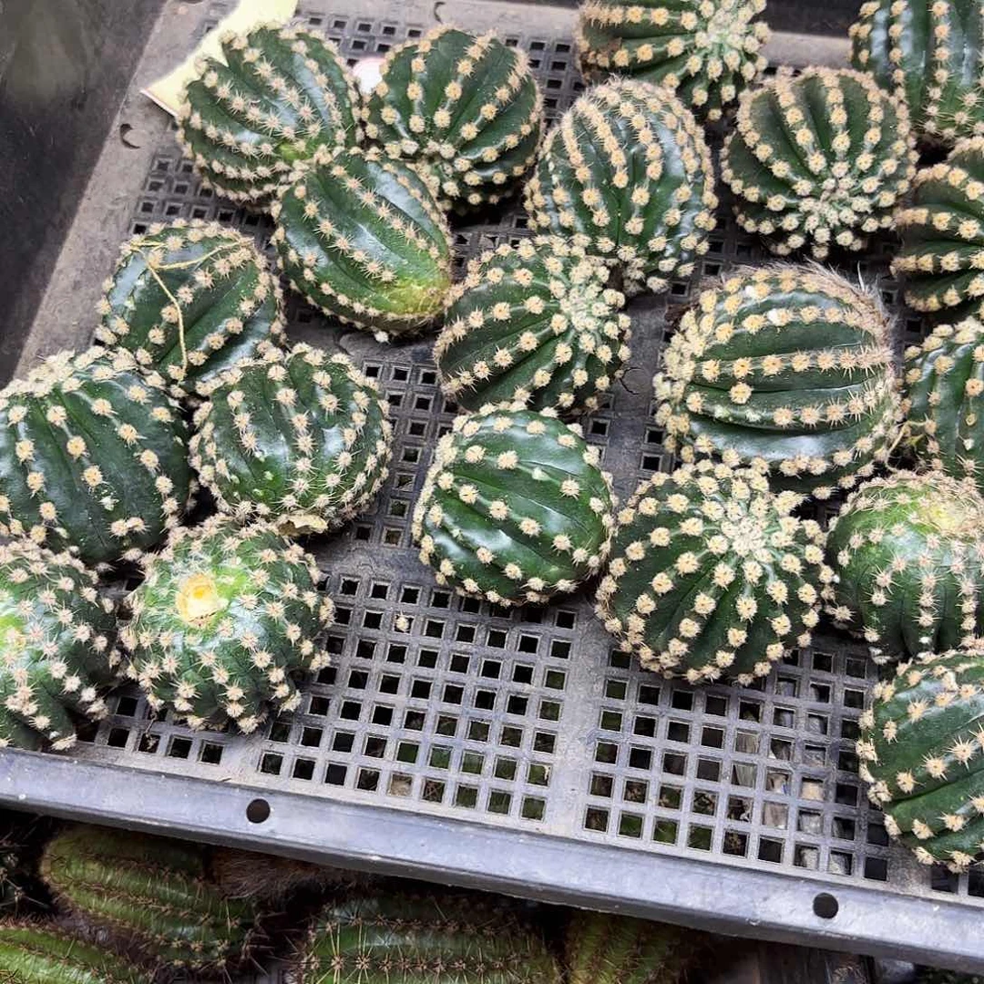 粉金刚带根20包邮28