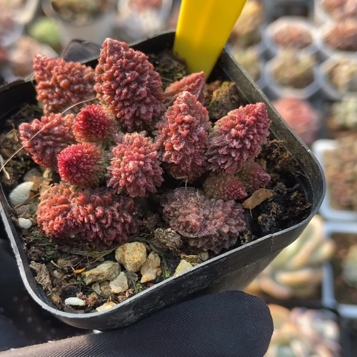 795朱子玉多肉植物保护