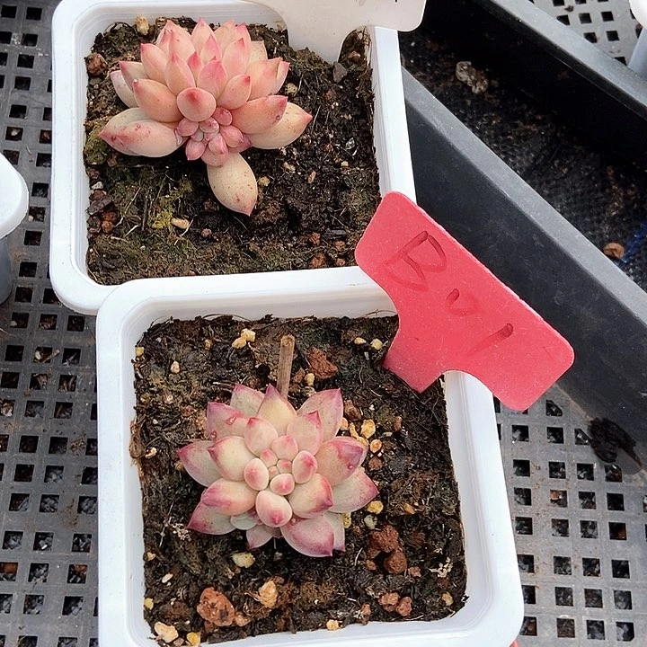 多肉植物961 b 01