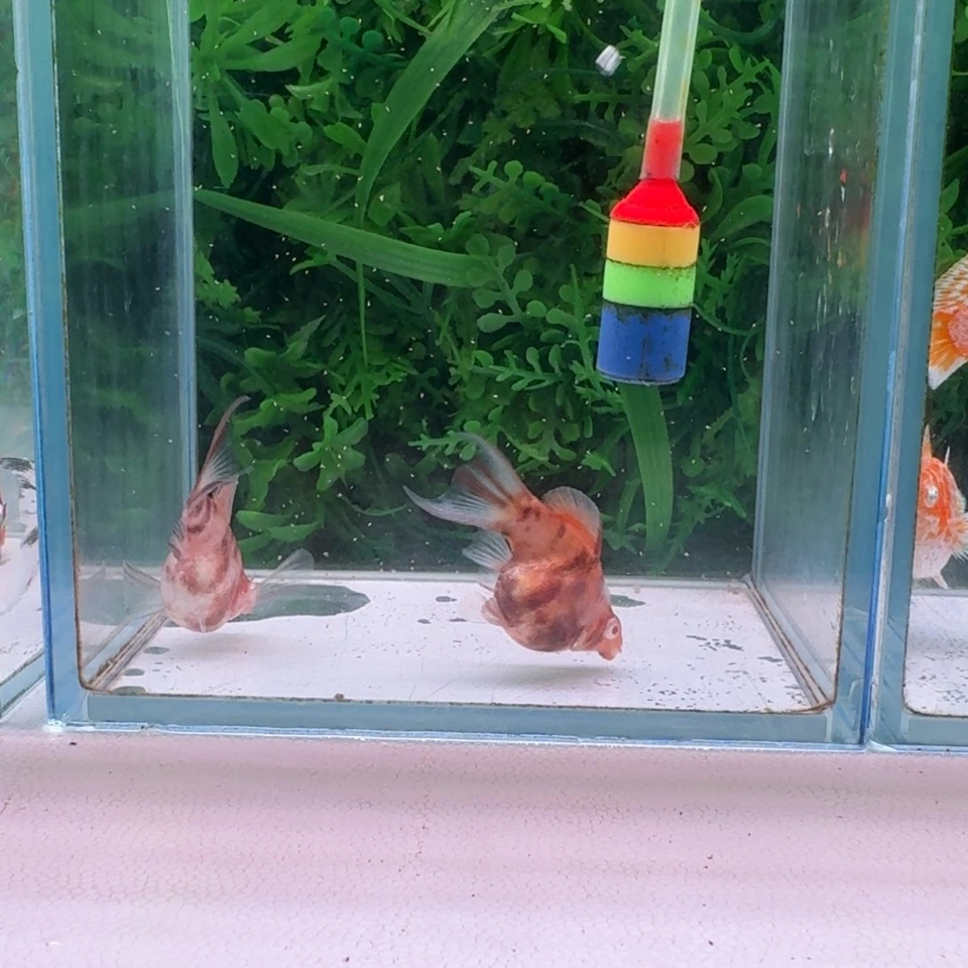 黑玛丽鱼3号玛丽2条