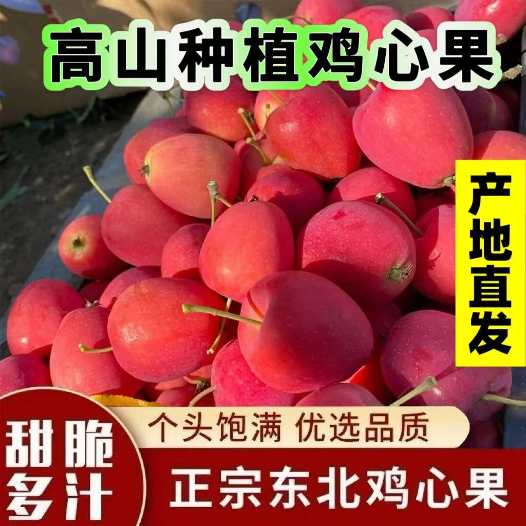 正宗东北鸡心果净重5斤发货大果海棠果沙果锦绣海棠冰糖心现摘