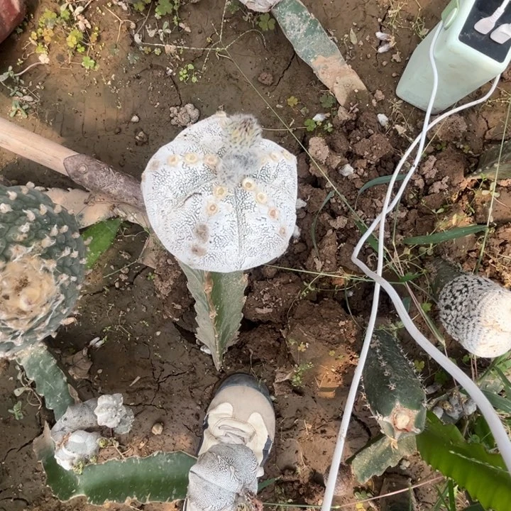 狮*座蒽冢鸾凤玉三角嫁接