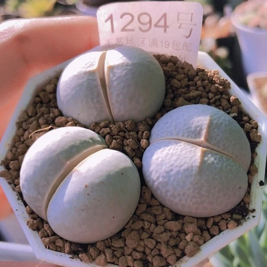 无花朵1294，如图2.9厘米