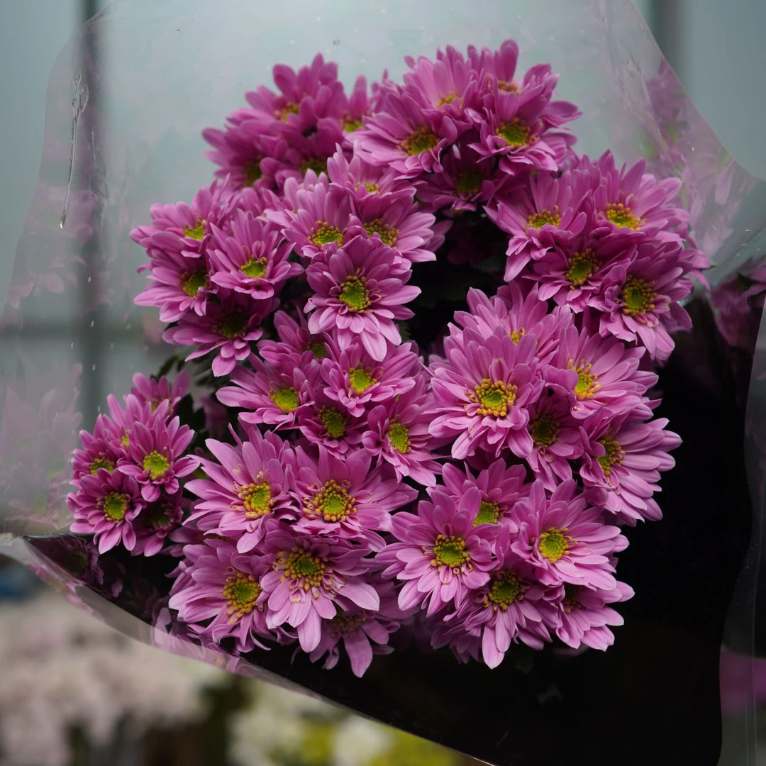 【顺丰发货】夕岚雏菊鲜花N单一个运费自选品