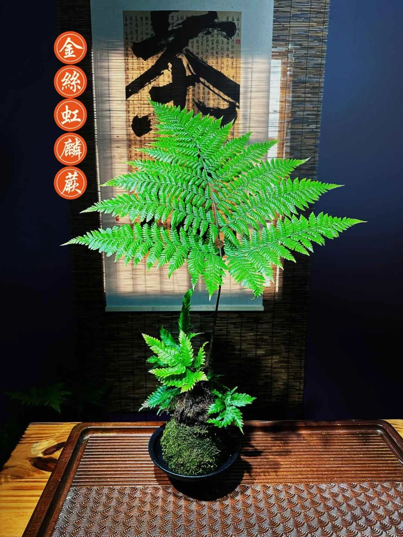 【虹麟蕨 狼尾蕨 凤尾蕨  】直播间 一物一拍（不含盆）