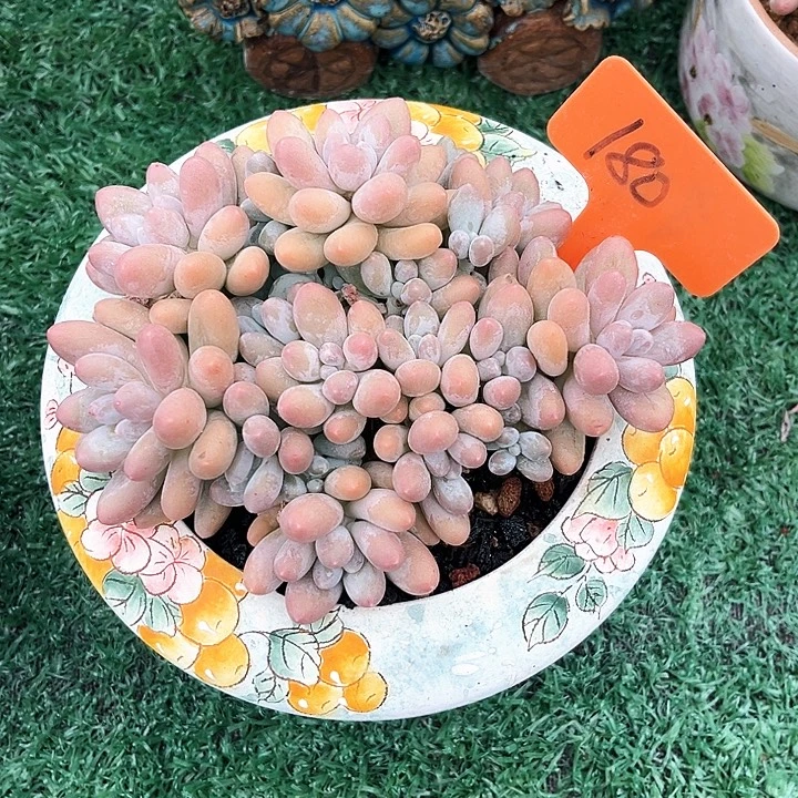 汤圆180号码牌子的话