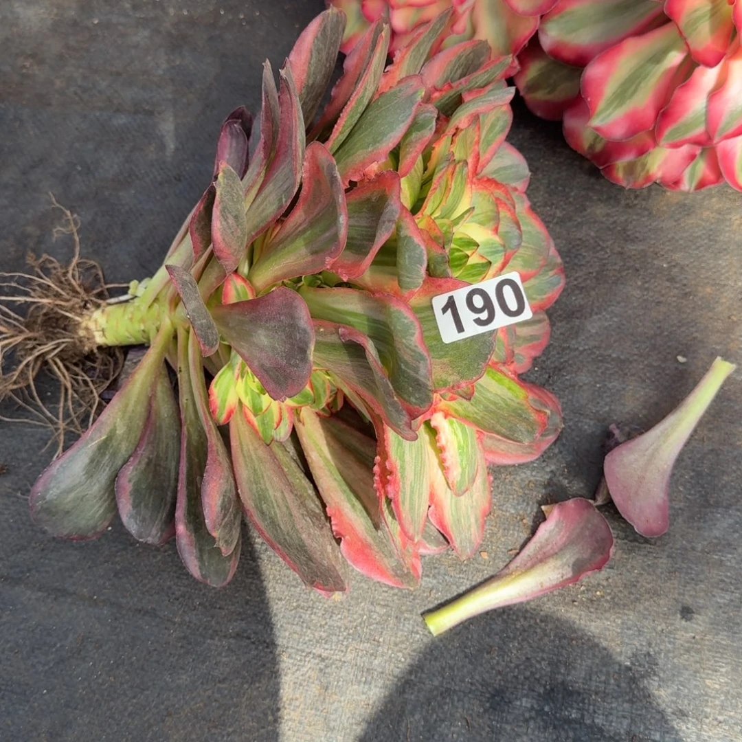 190多肉植物魅金玫瑰锦