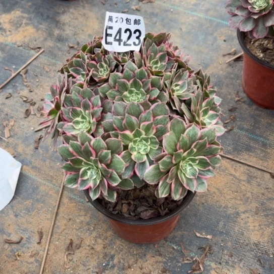 423莲花座不包断枝