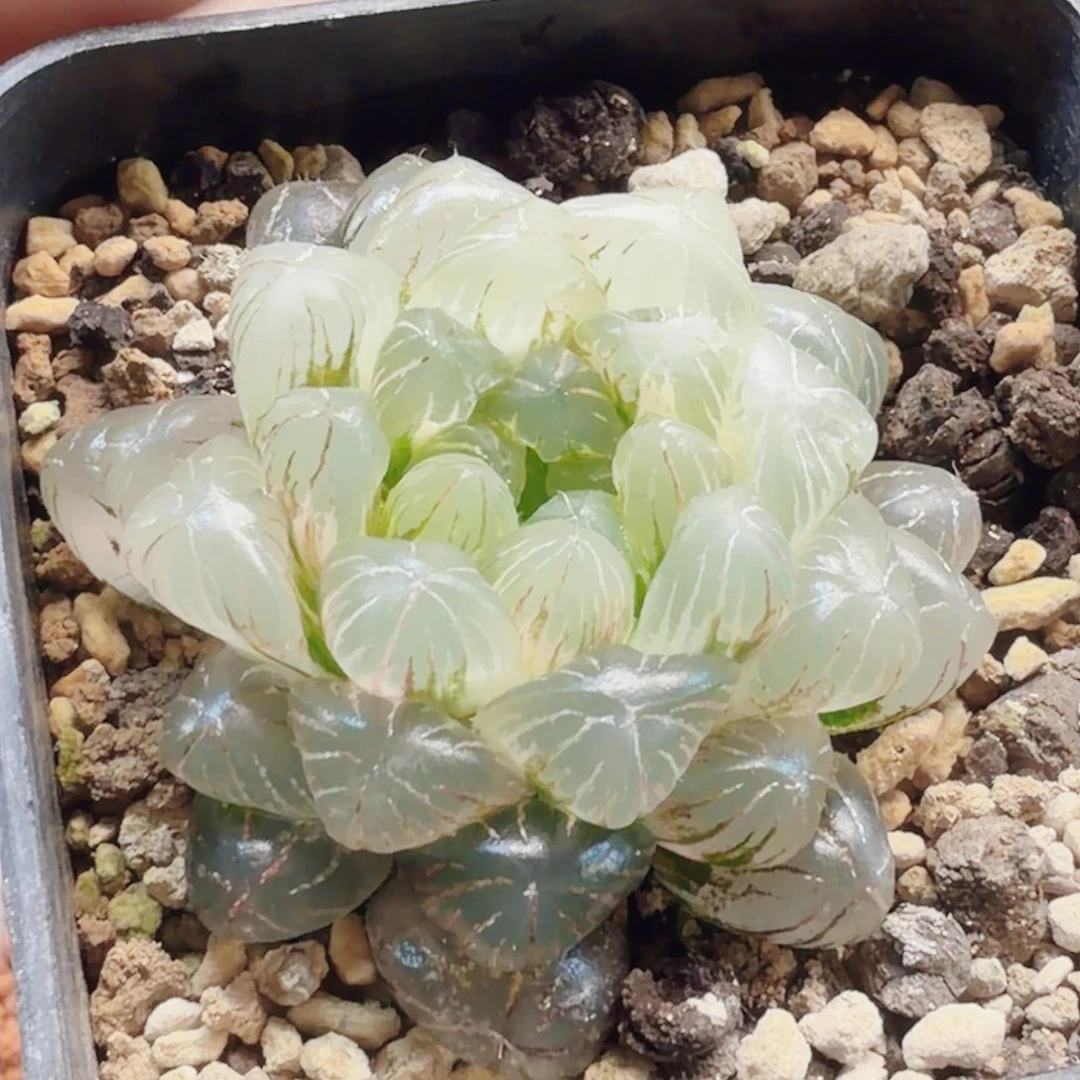 十二卷实生冰灯锦瑕疵