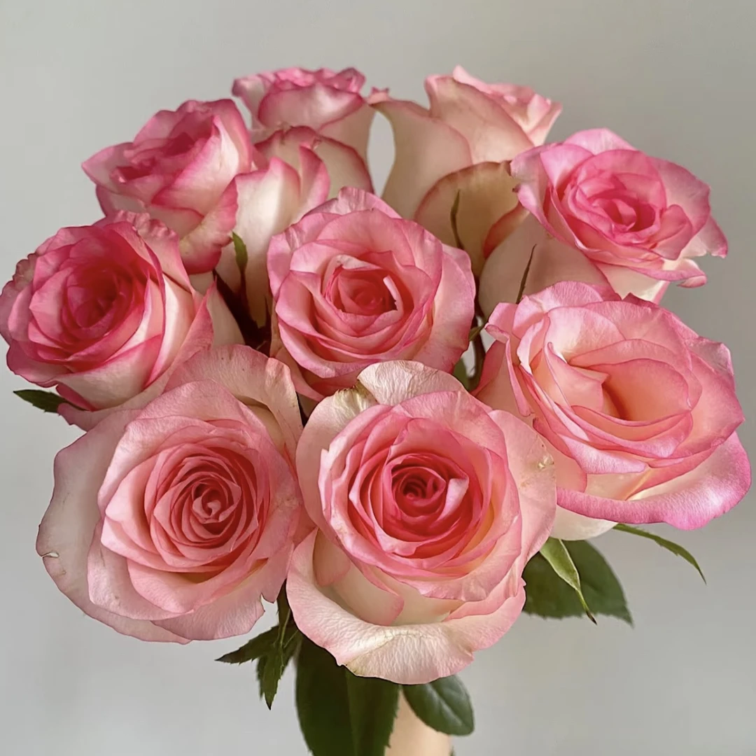 艾莎玫瑰20枝（一单中通不售后两单空运包售后）