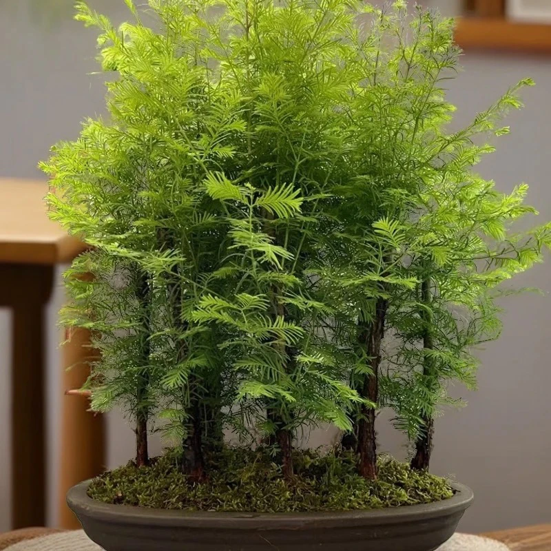 水杉树苗室内盆栽水培植物客厅桌面四季常青美观造型