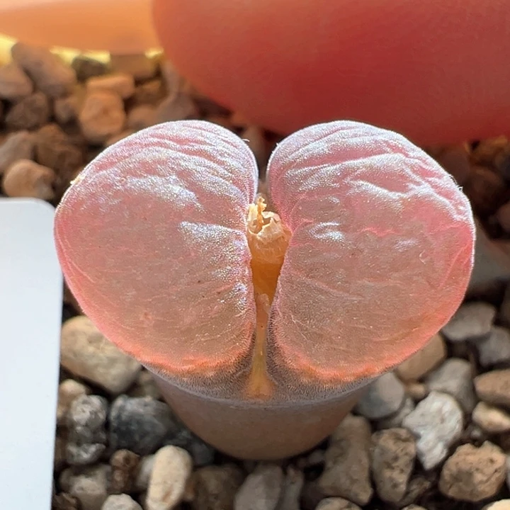 969。青蛙4年pnsp。  c10平替。