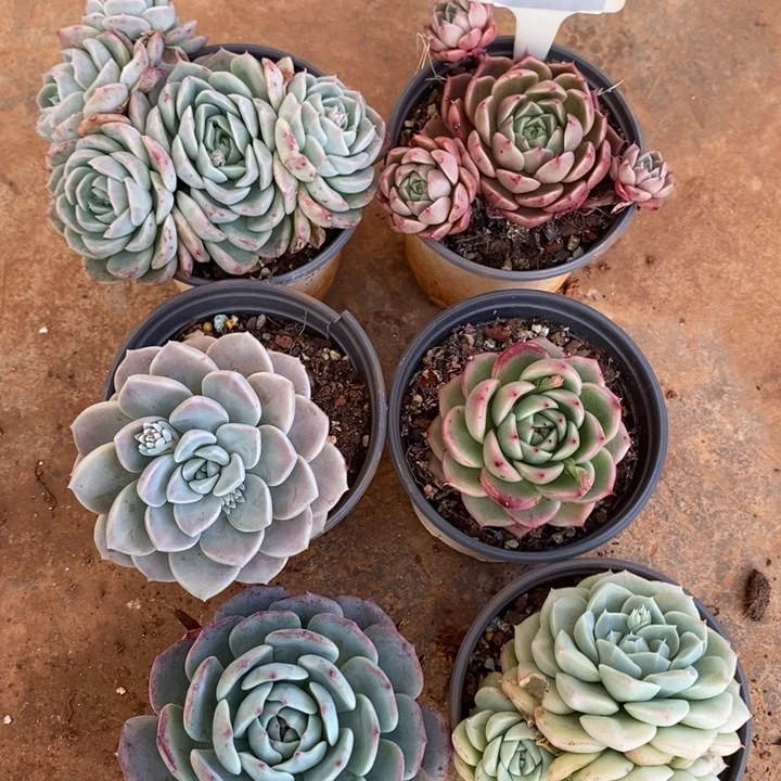 6颗套餐030号福利