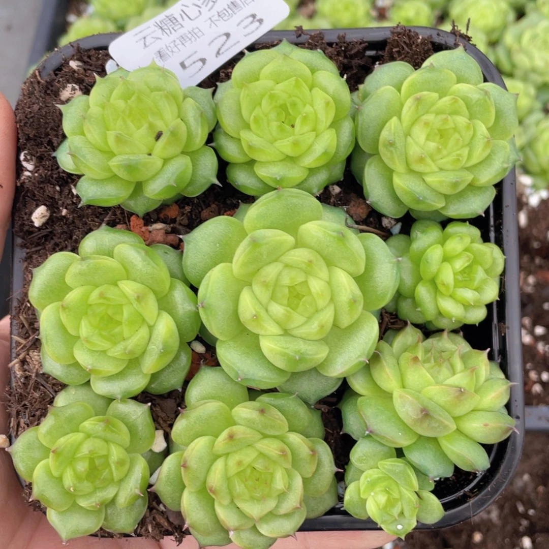 云糖心多肉植物523