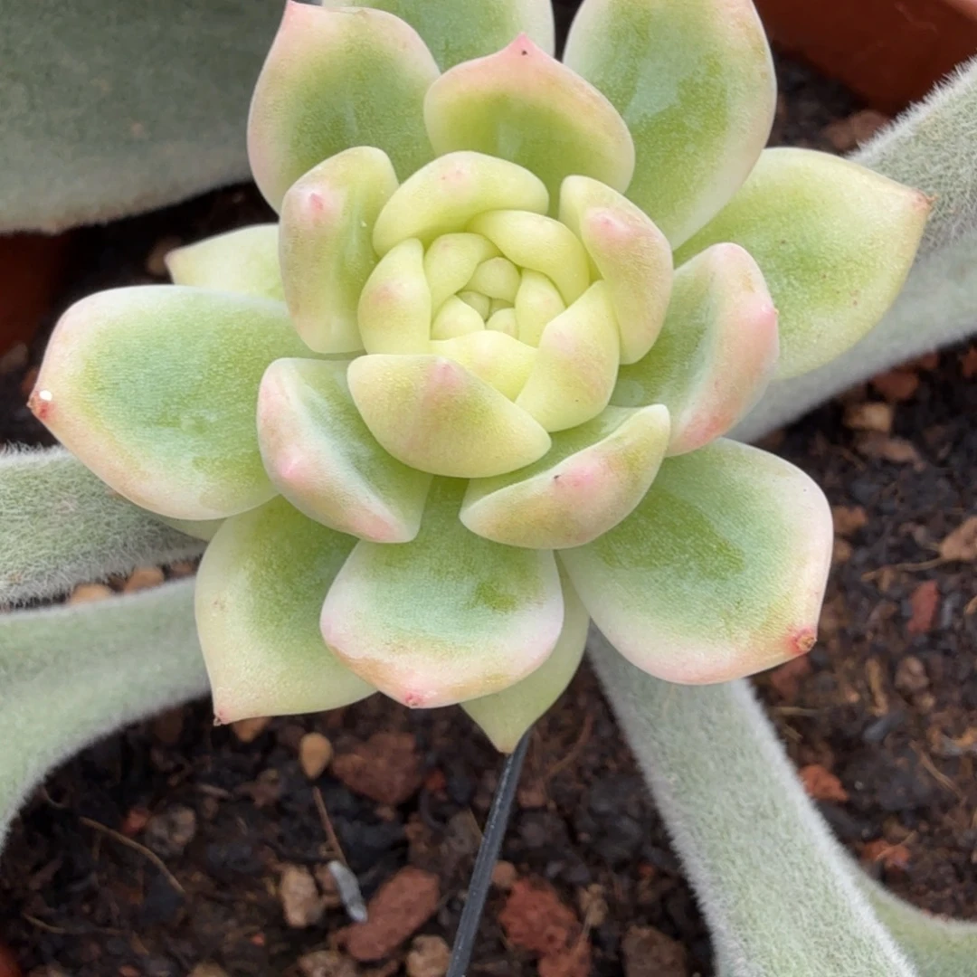 霜花锦多肉锦植物