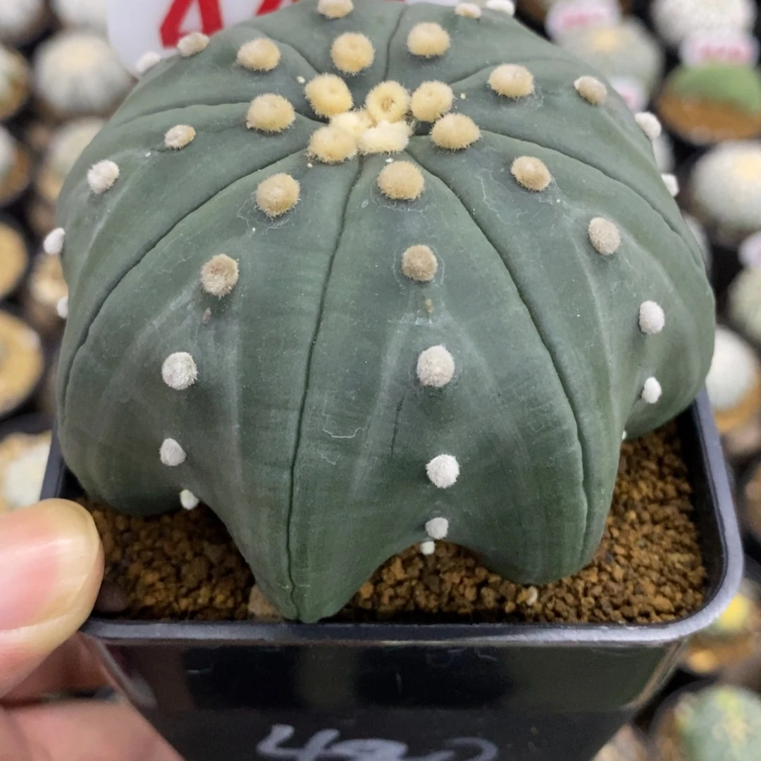 441高脚琉璃指纹海星兜