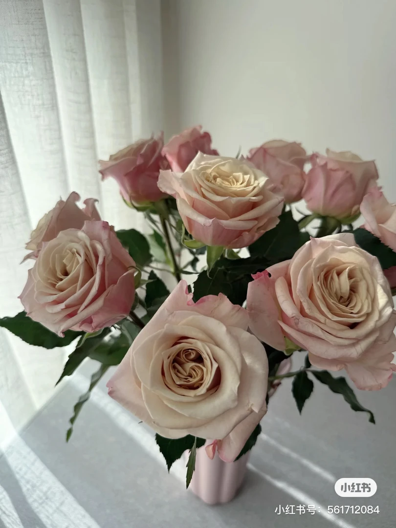 【缤纷玫瑰】风华 任意拍满三单以上包顺空鲜切花10支装%20不售后