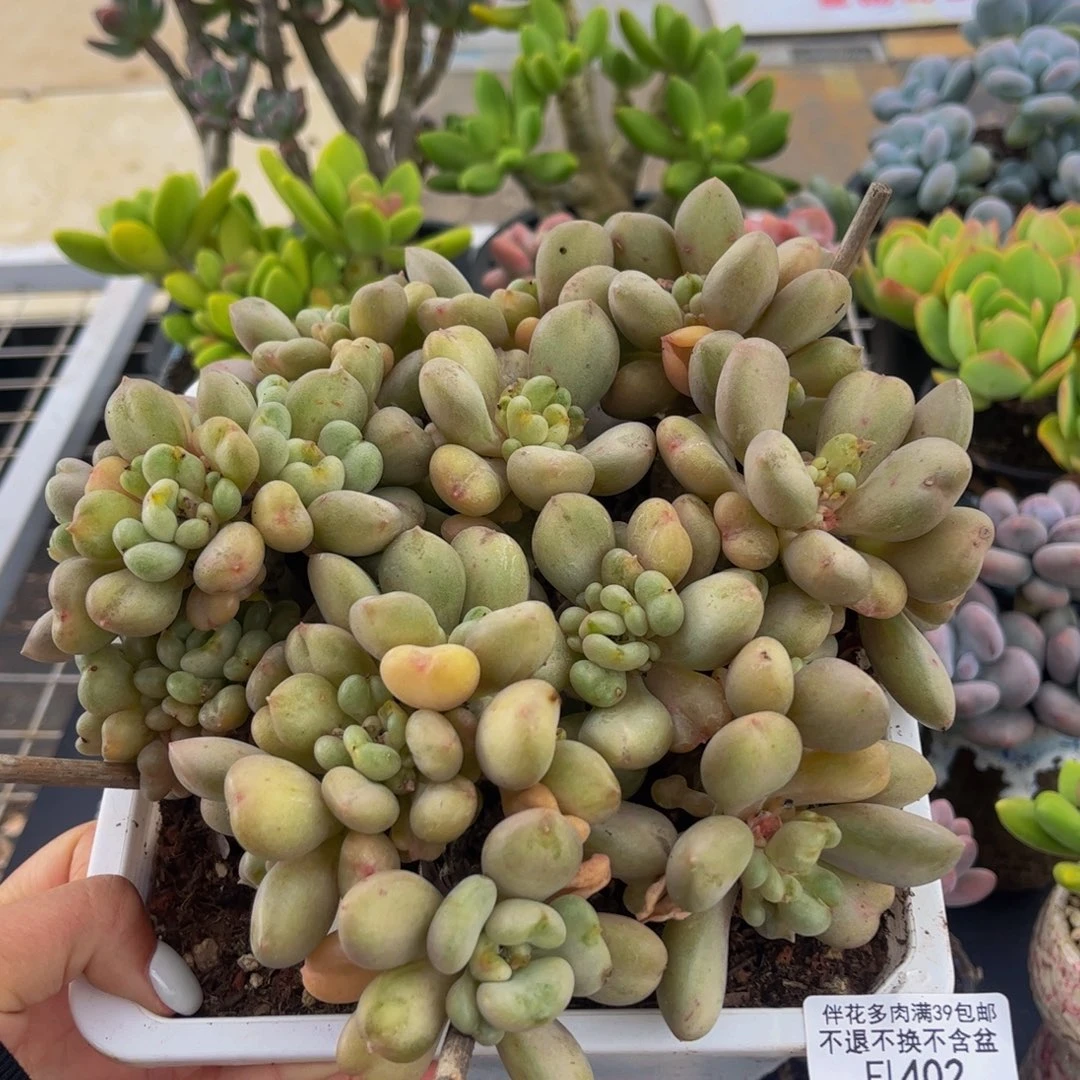 402-比尔盖茨多肉15cm