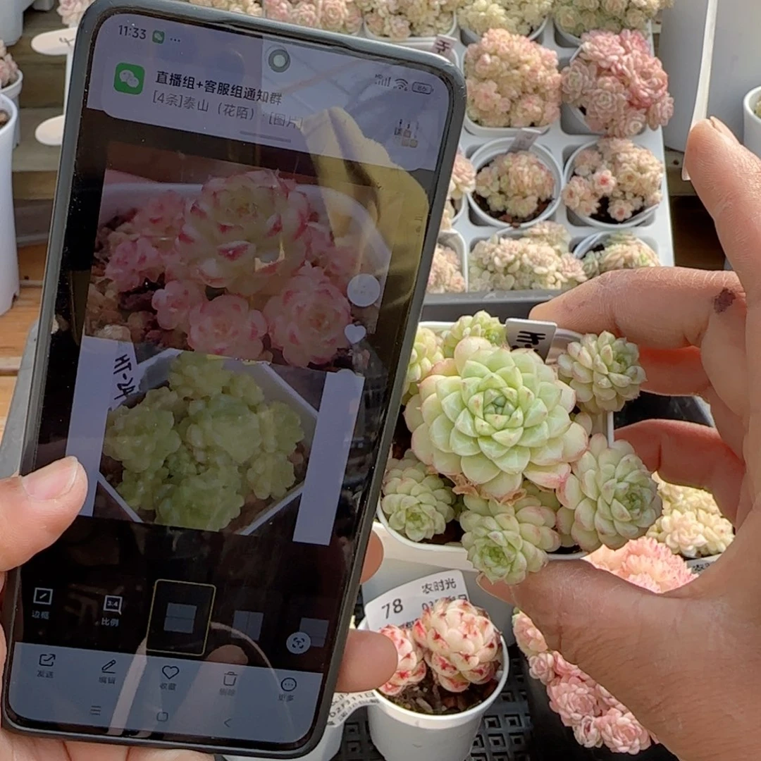 【闪购商品】0211-81（ht-24）