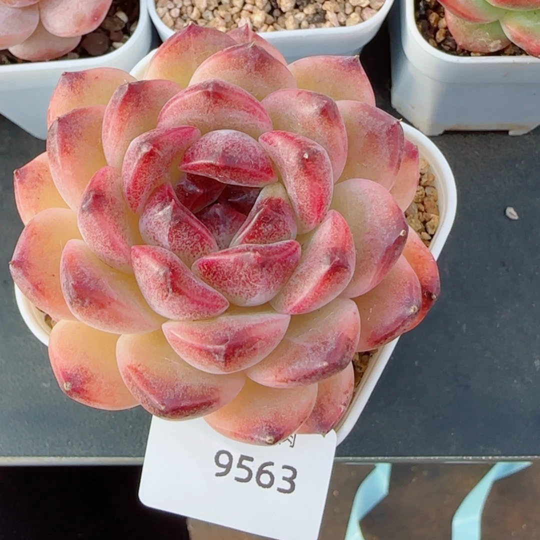 黑果糖，9563多肉植物