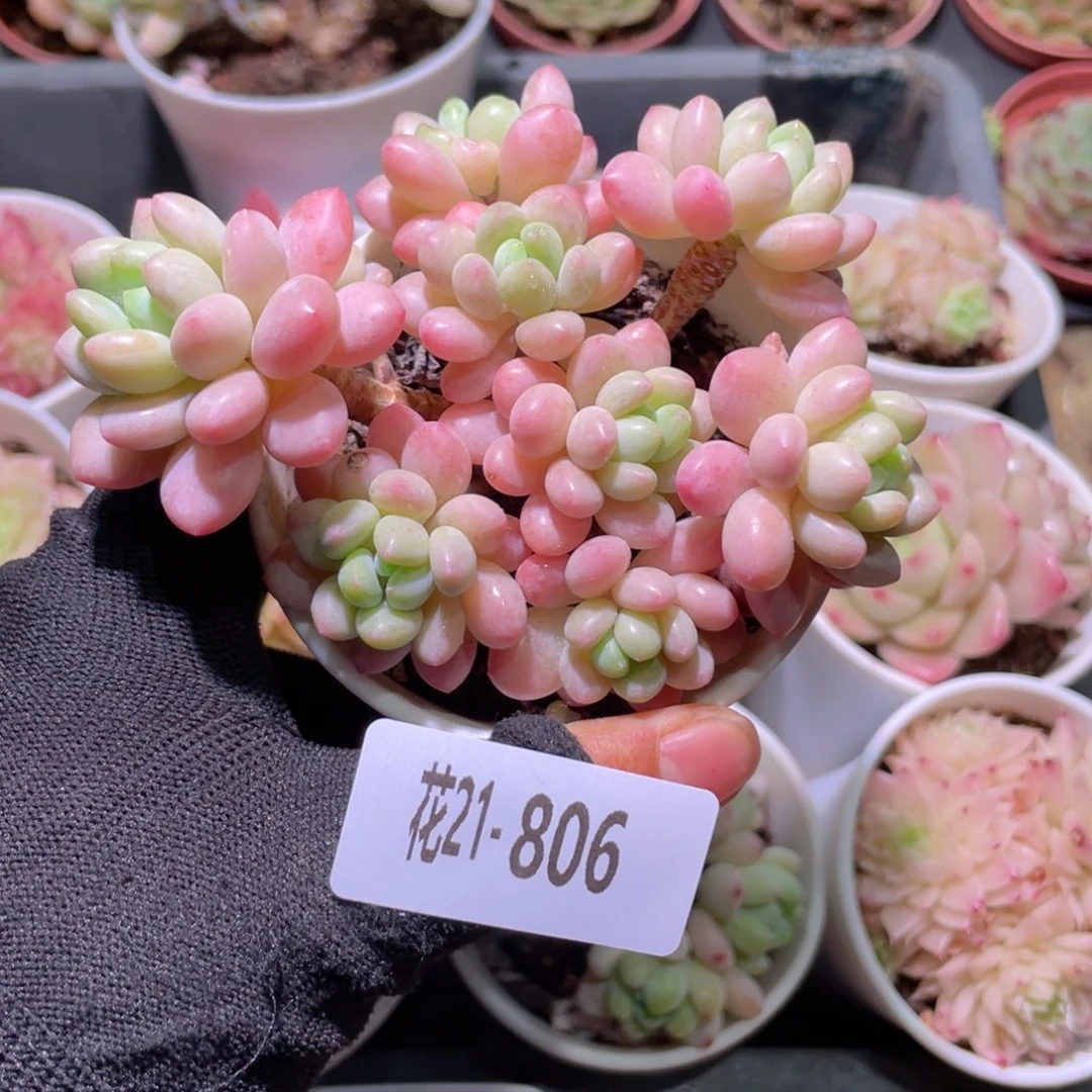 花利美21-806洛可可