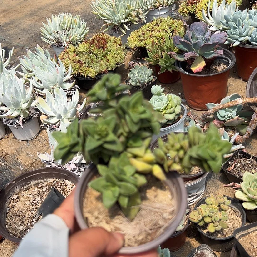 多肉植物神童开花