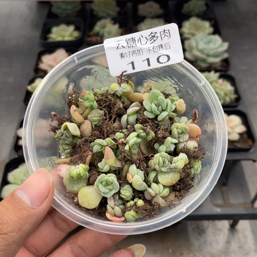 云糖心多肉植物110
