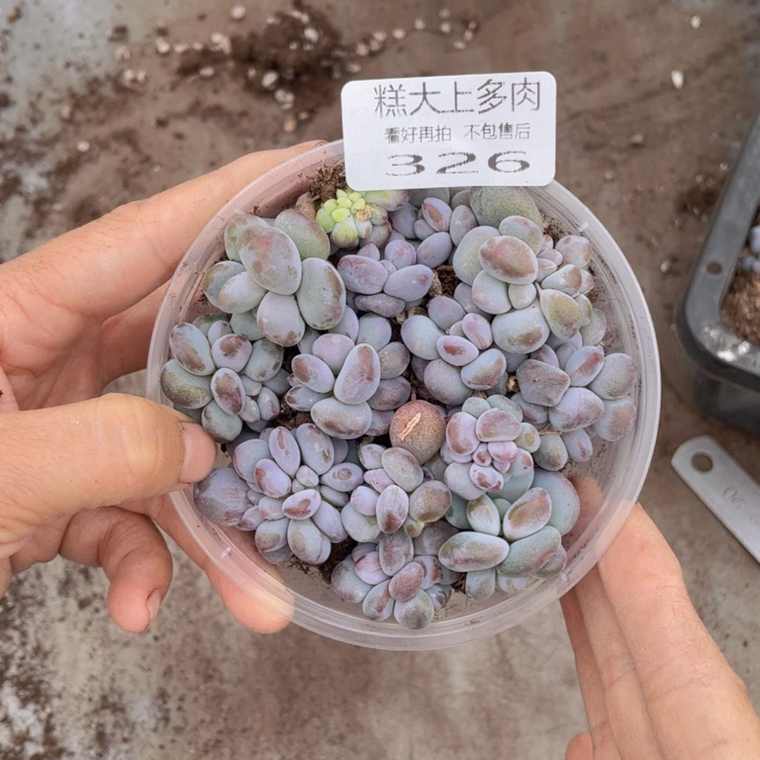 糕大上多肉植物326