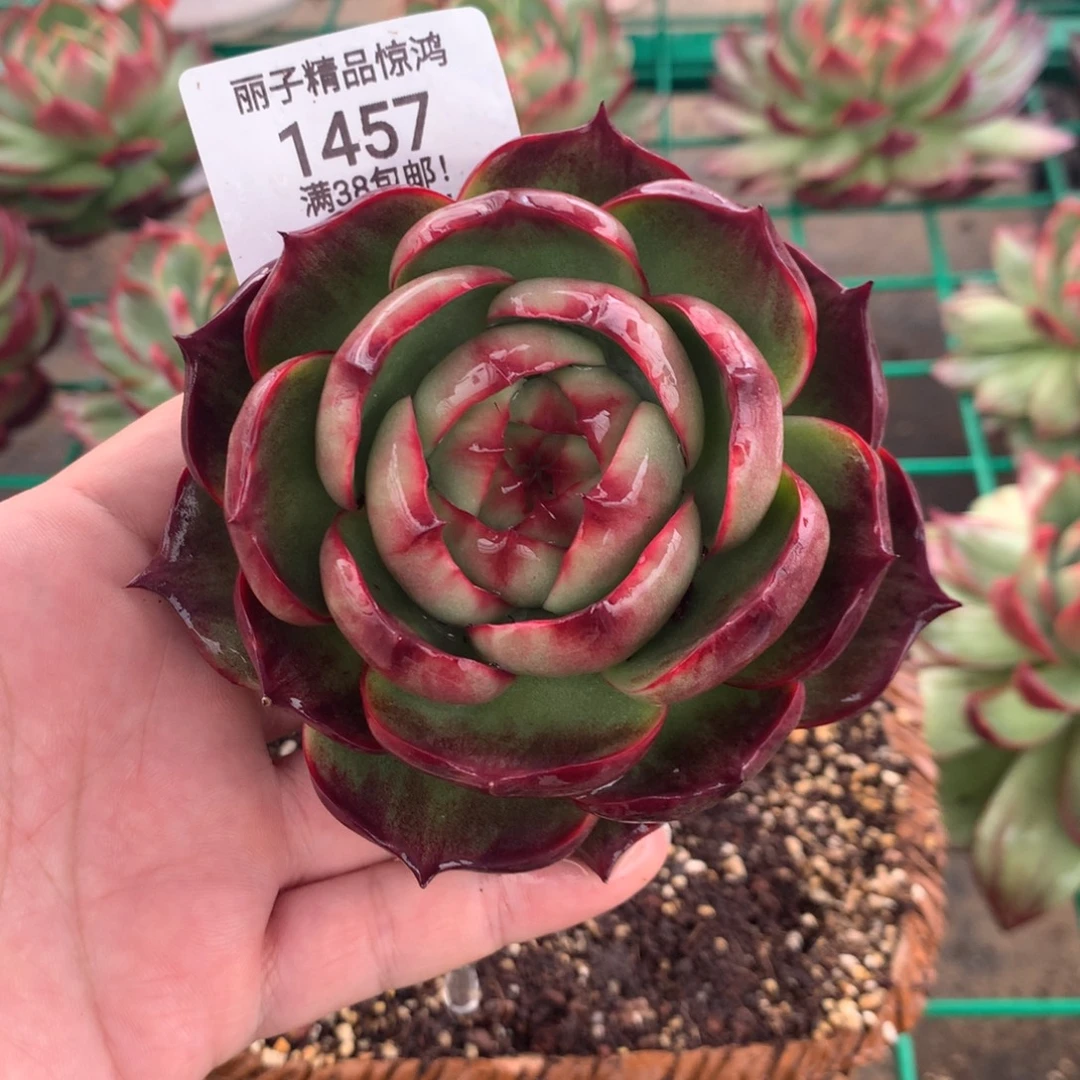 1457惊鸿。多肉植物。尺寸9