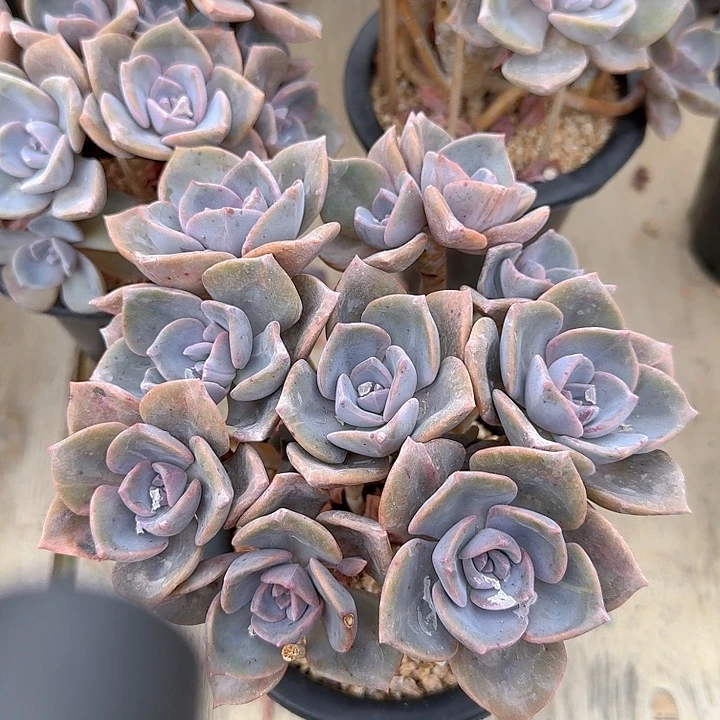 彩虹糖多头痛苦太少
