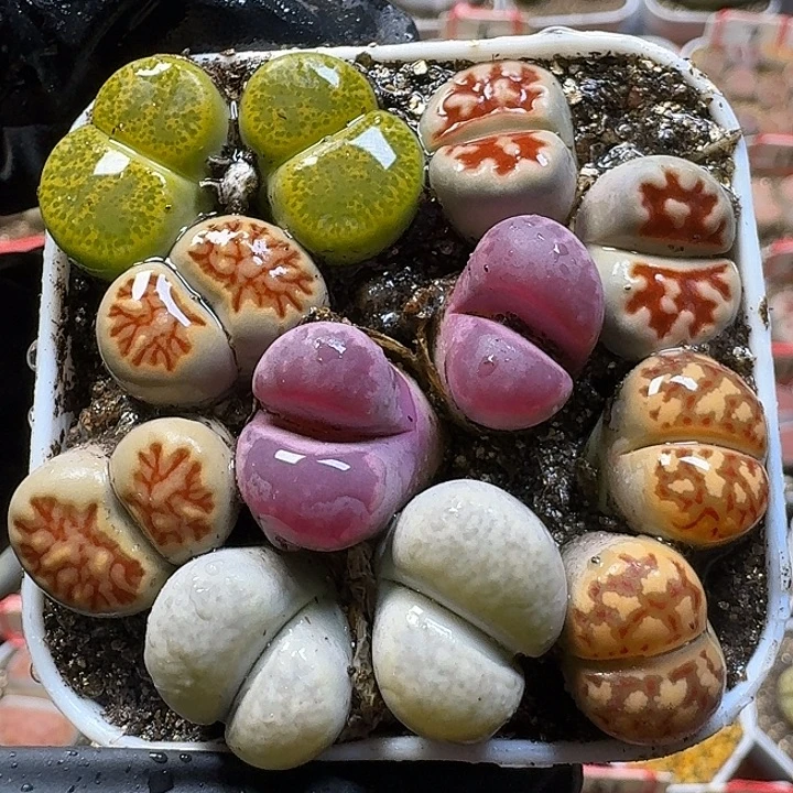 生石花121121。  159