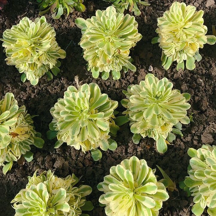 【闪购商品】西尼亚1-8