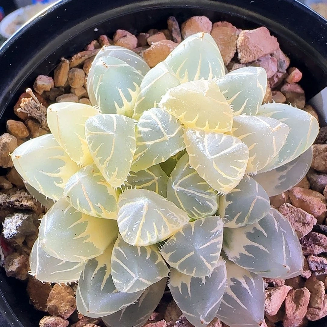 300号OH糊斑一物一拍带盆土满