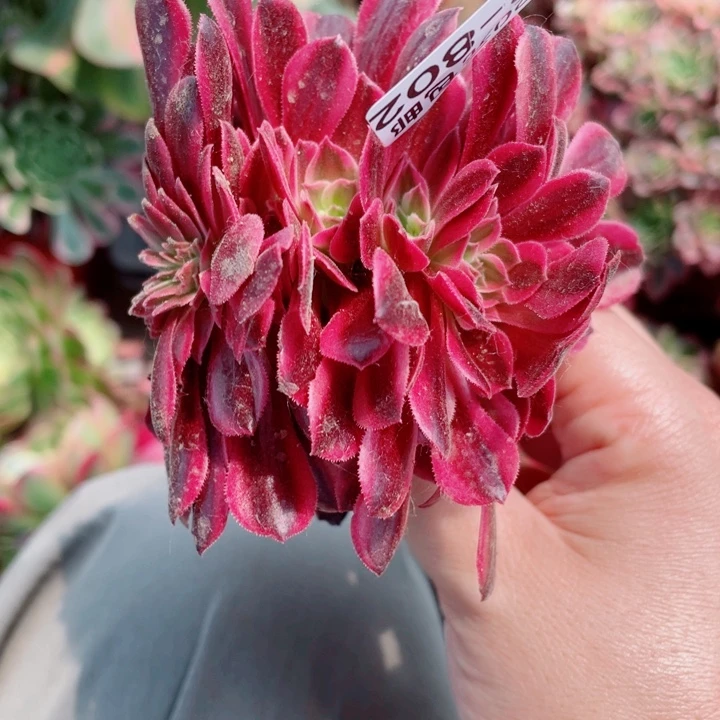 夏**阳805美杜莎12345678