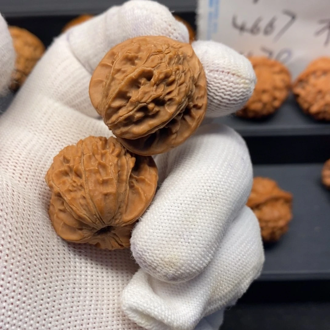 核桃手串/手链秦岭森林中发现过几