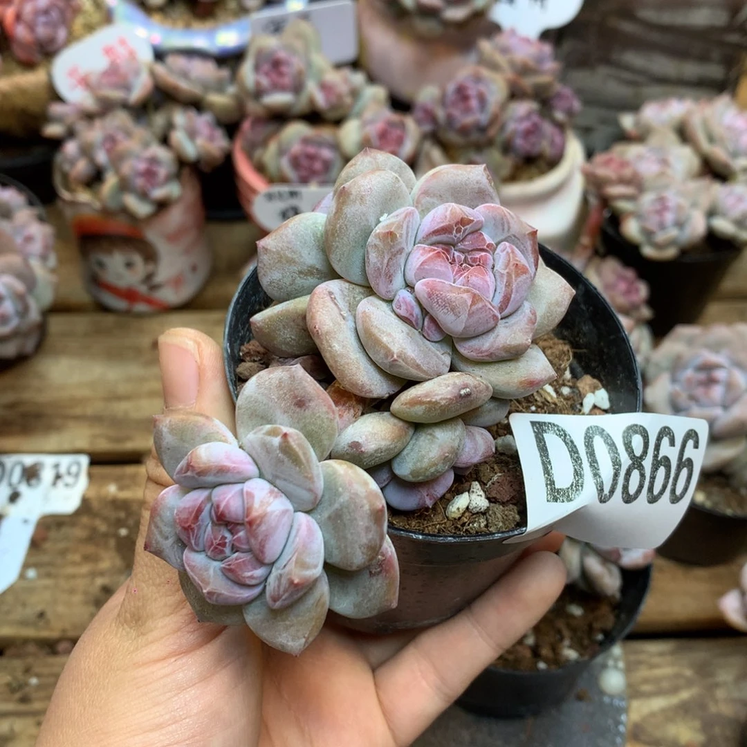 D0866 突尼斯四头 福利