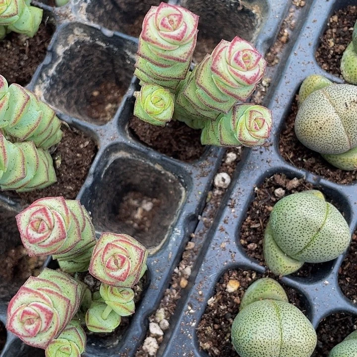 小钱串群1元带土发