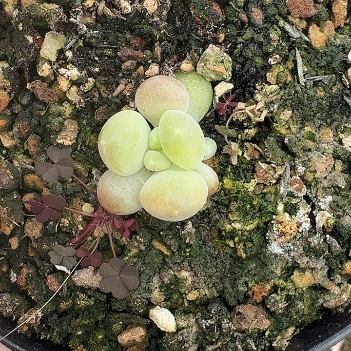 库克 叶插 一物一拍
