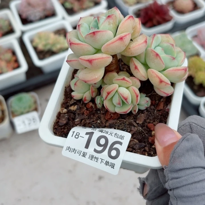白底香草无盆土发货多肉多肉