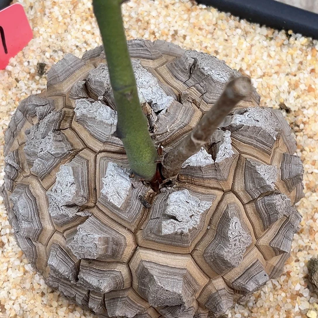 潮流植物 龟甲龙 D07