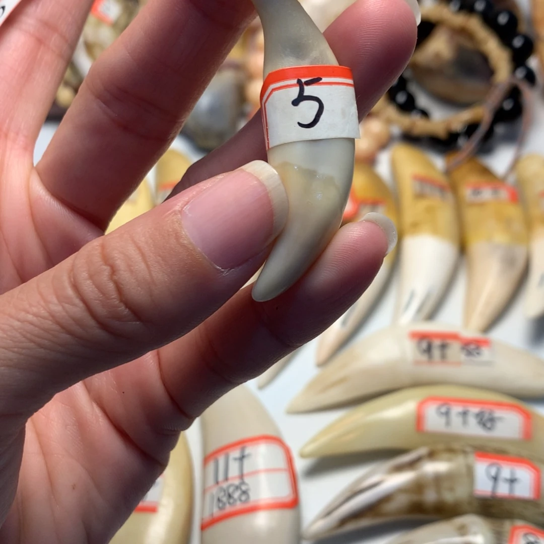 驼骨把件驼骨把件白色牙牙